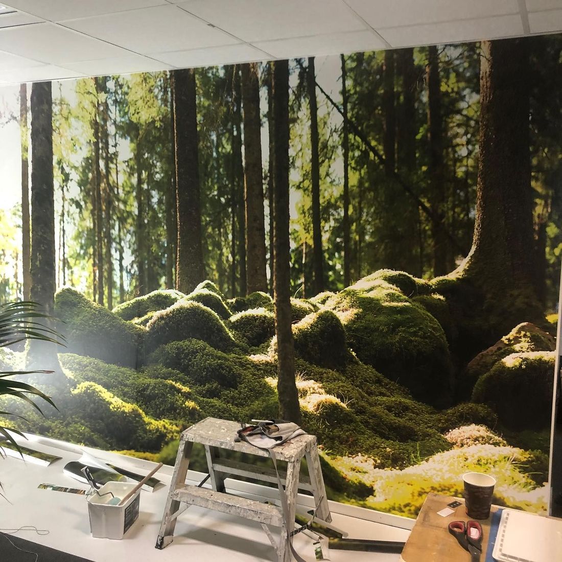 Fototapet med skogsmotiv monteras på en vägg i kontorsmiljö, pall och verktyg står framför.